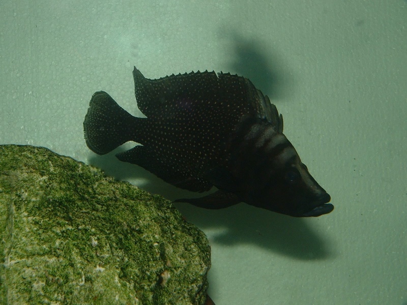 Altolamprologus calvus 'Moliro' (Black)